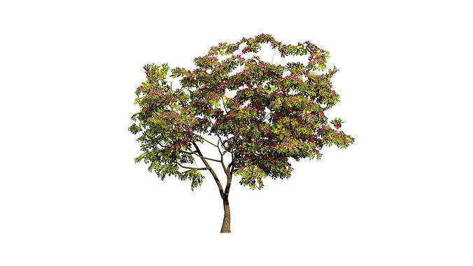 South African Combretum Kraussii Trees Pack Low-poly 3D model
