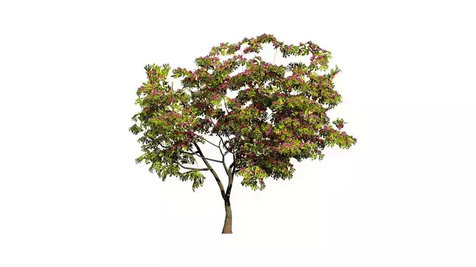South African Combretum Kraussii Trees Pack Low-poly 3D model