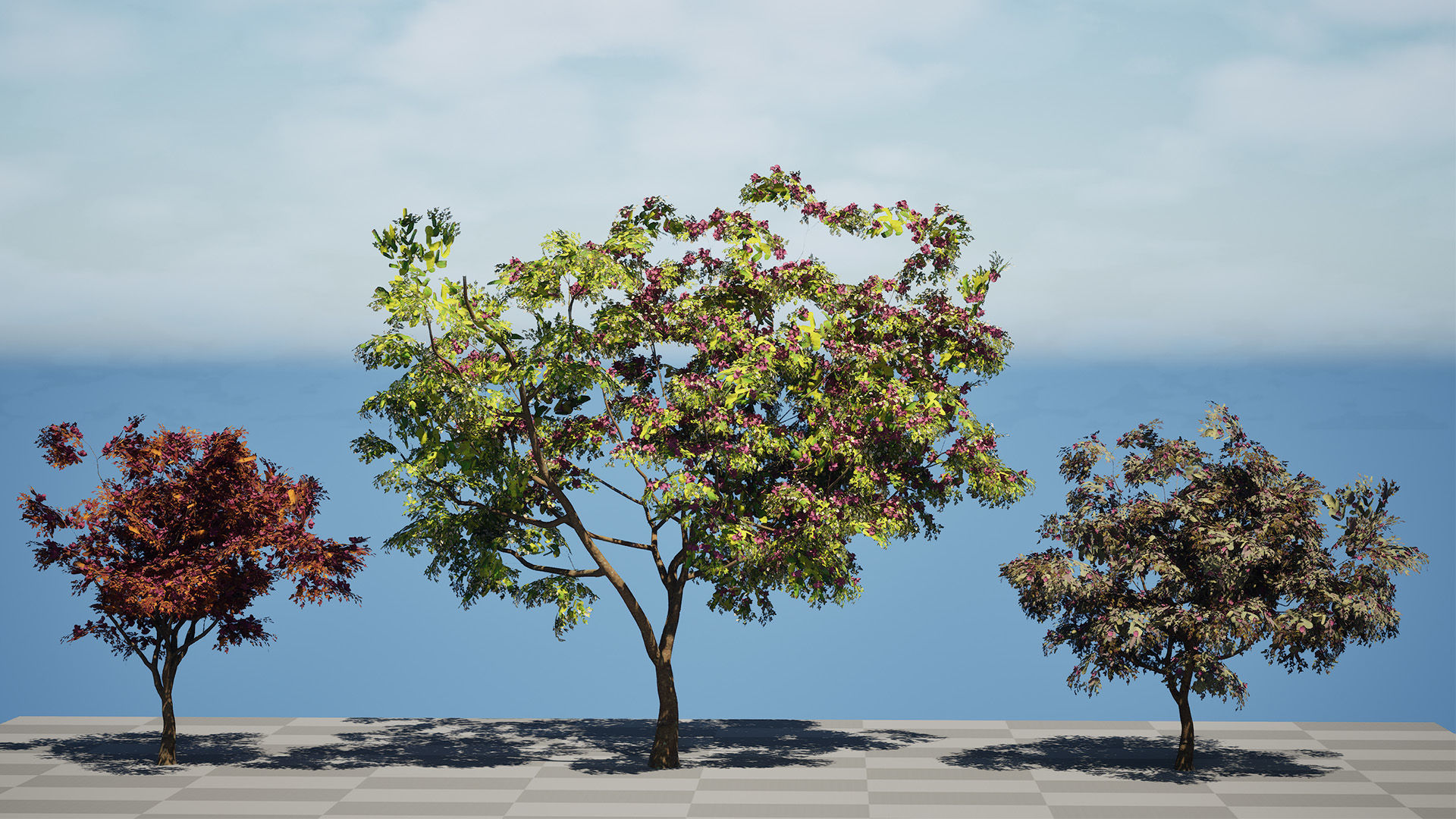 South African Combretum Kraussii Trees Pack Low-poly 3D model_11