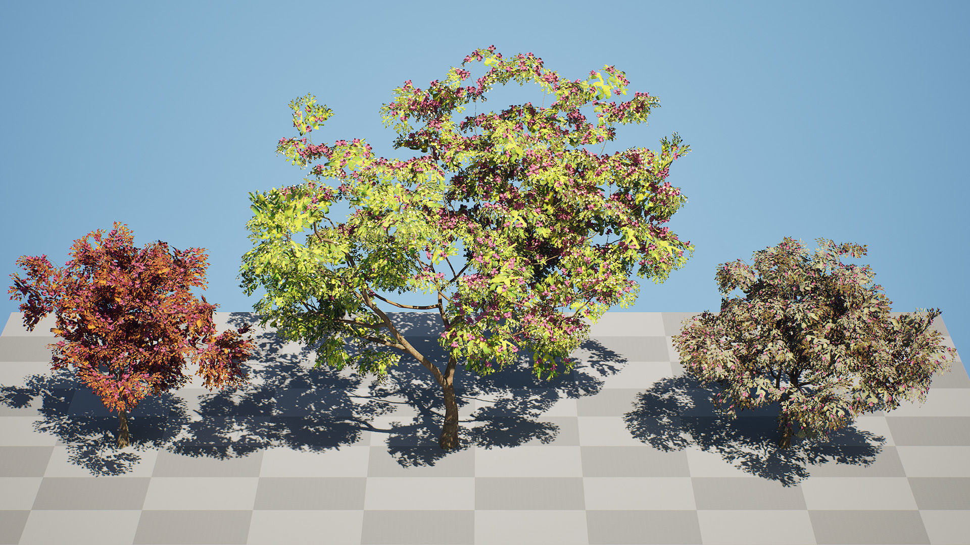 South African Combretum Kraussii Trees Pack Low-poly 3D model_4