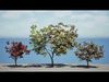 South African Combretum Kraussii Trees Pack Low-poly 3D model_1