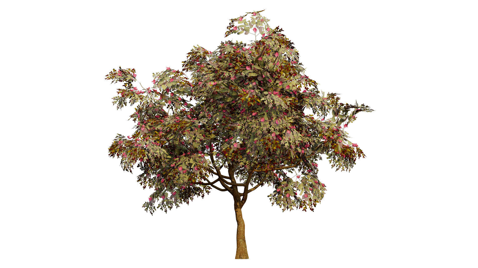 South African Combretum Kraussii Trees Pack Low-poly 3D model_8