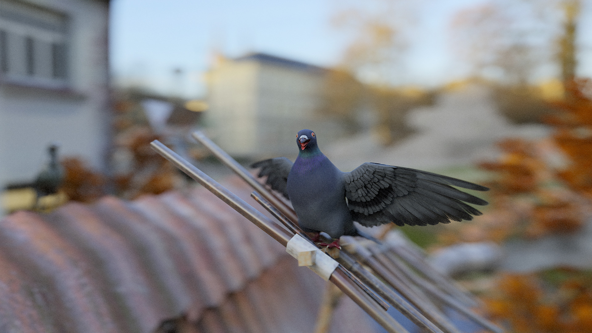 Pigeon Low-poly 3D model_2