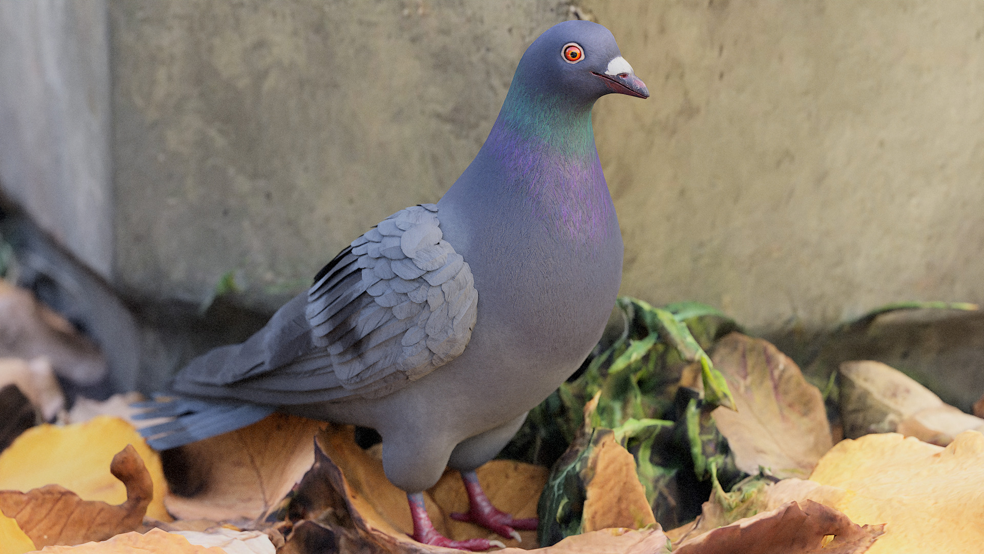 Pigeon Low-poly 3D model_5