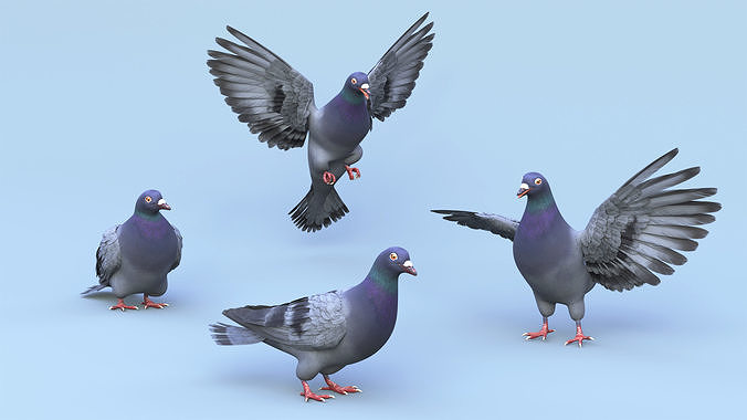 Pigeon Low-poly 3D model