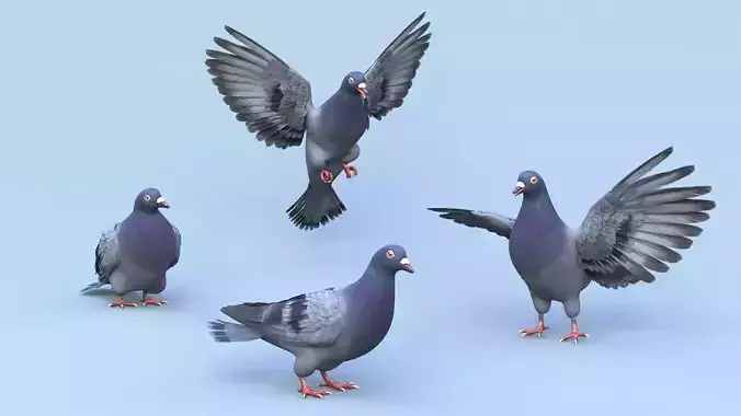 Pigeon Low-poly 3D model