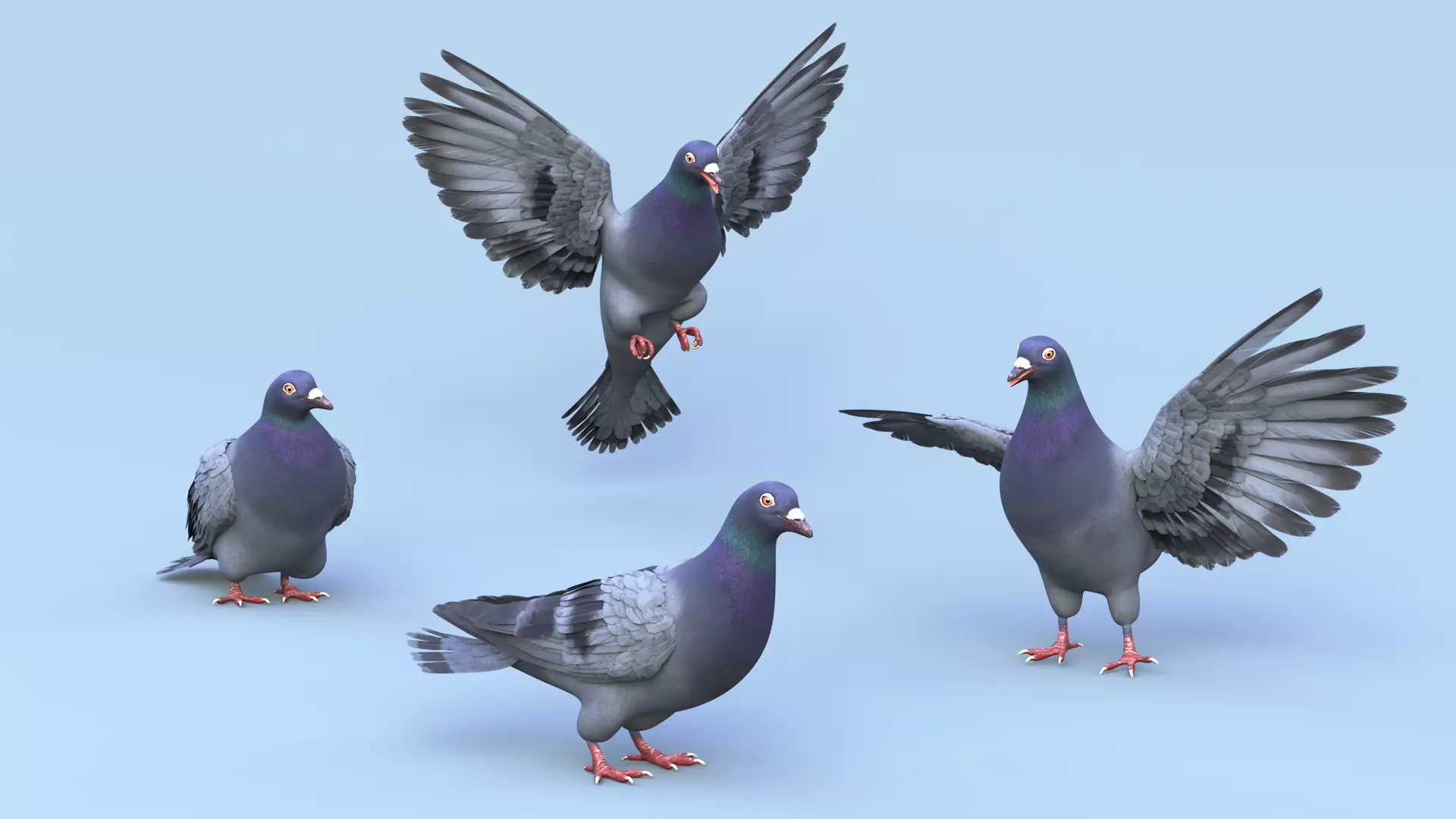 Pigeon Low-poly 3D model_0