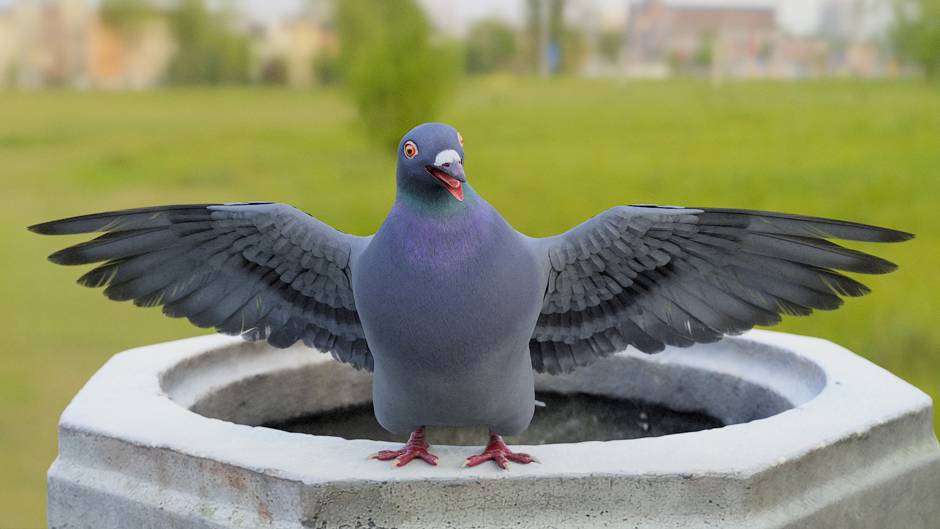 Pigeon Low-poly 3D model_6