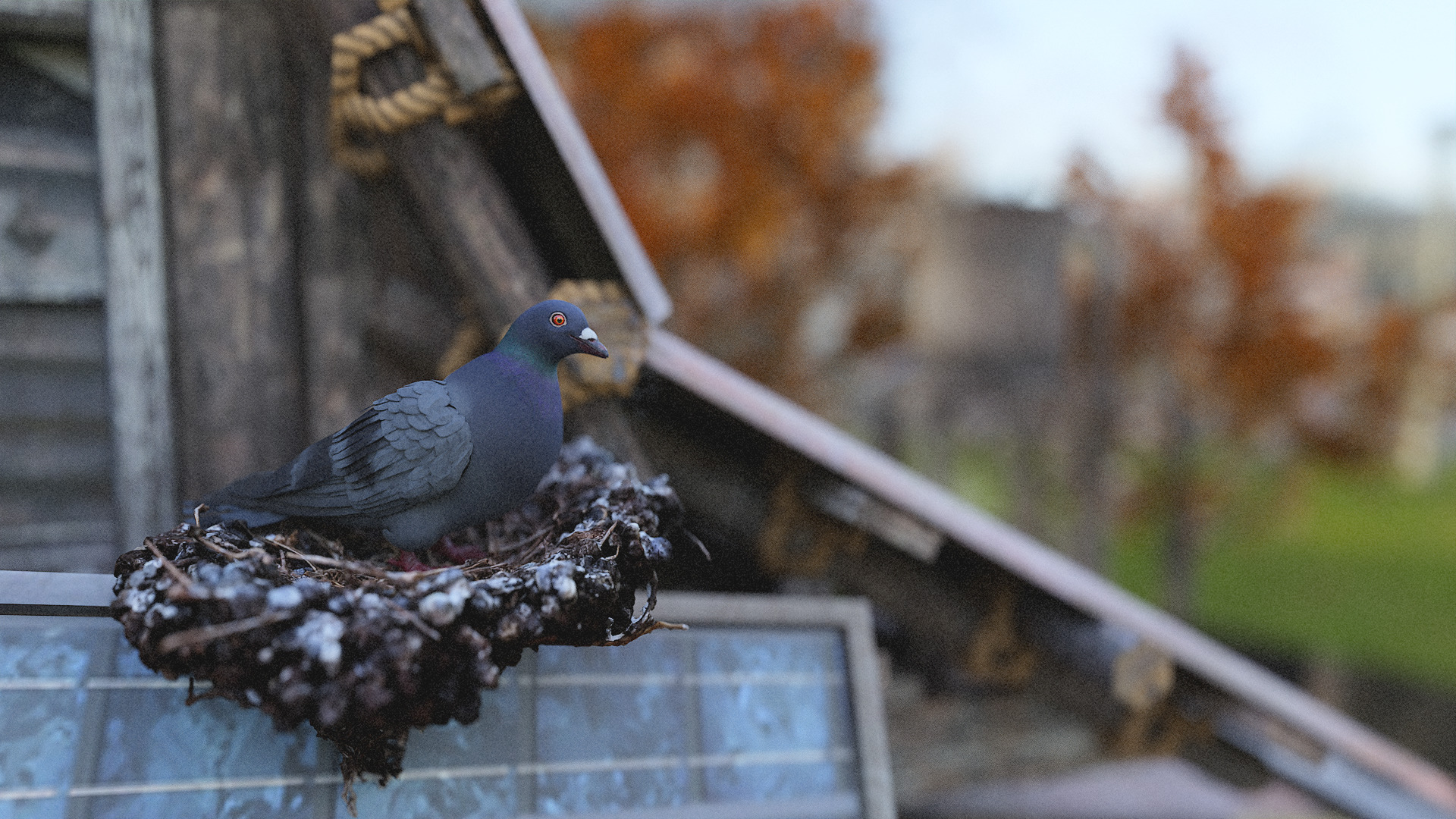 Pigeon Low-poly 3D model_4