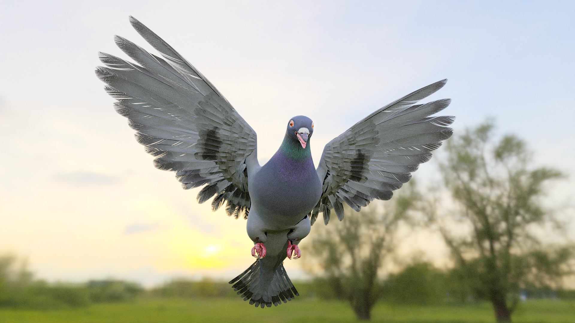 Pigeon Low-poly 3D model_3