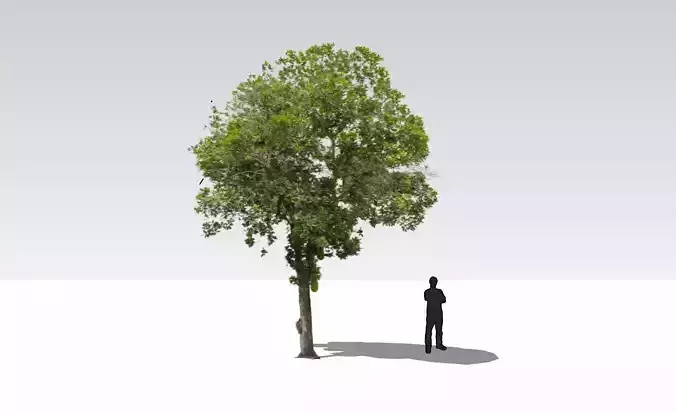 Artocarpus heterophyllus