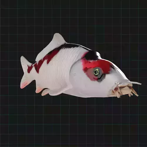 Realistic Koi Fish 