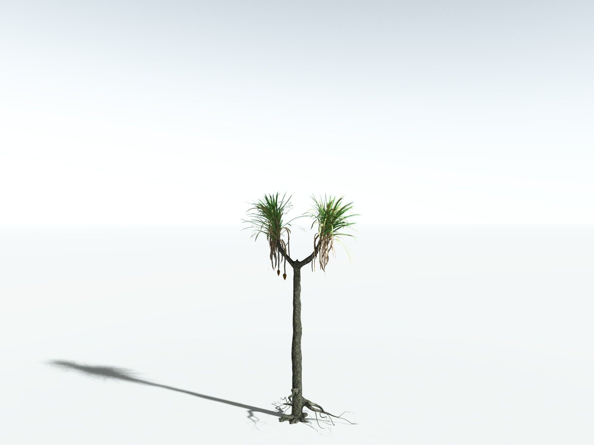 EVERYPlant Sifillaria Densifolia LowPoly Low-poly 3D model_14