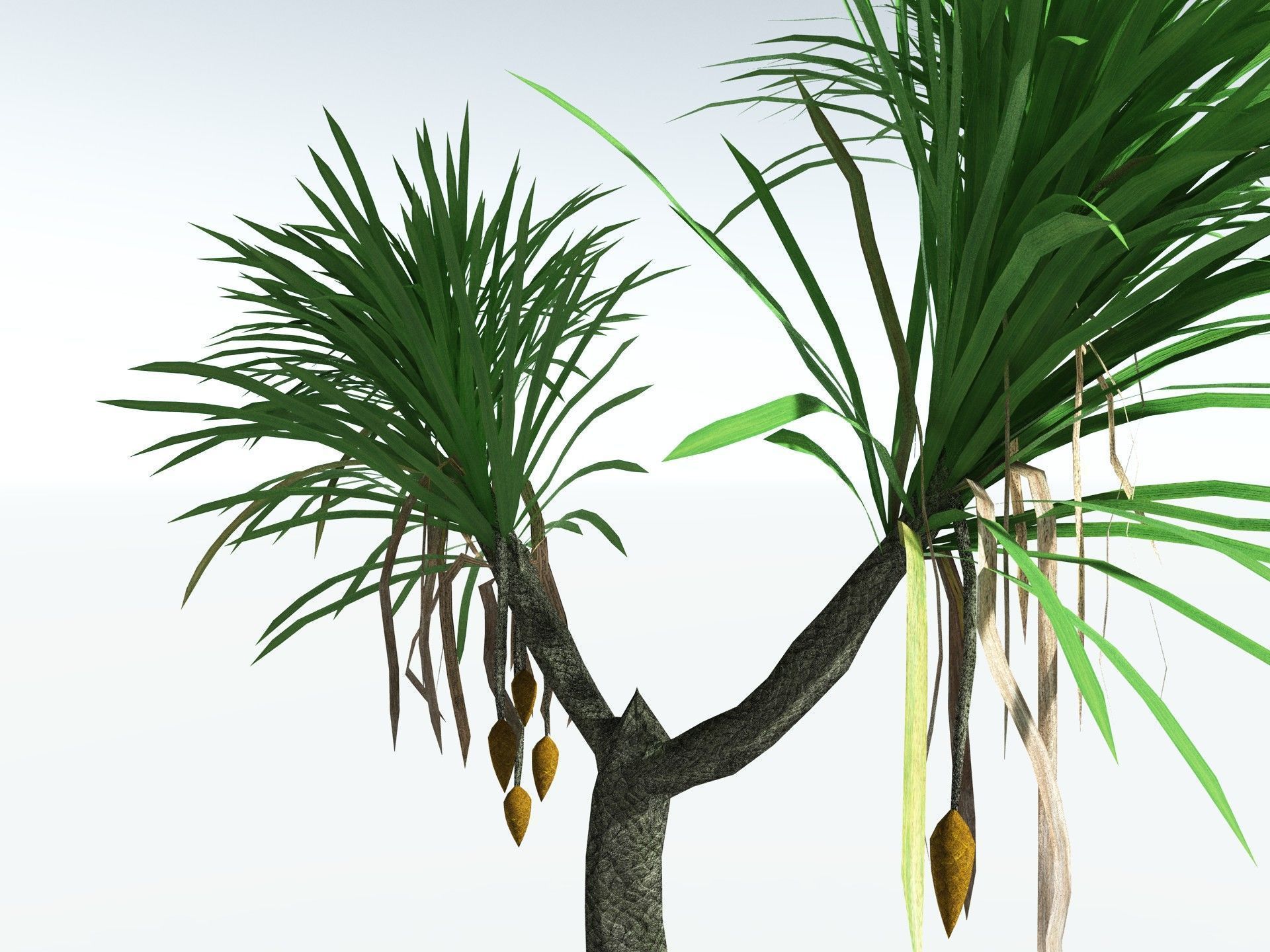 EVERYPlant Sifillaria Densifolia LowPoly Low-poly 3D model_3