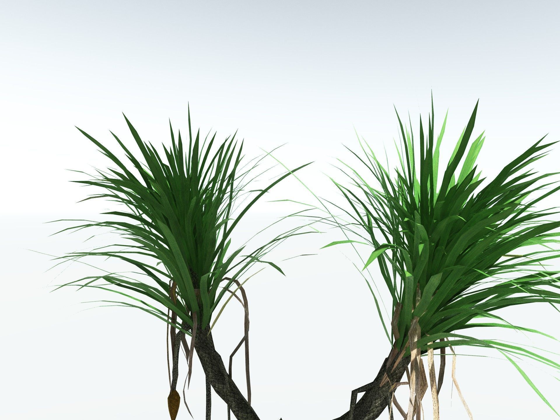 EVERYPlant Sifillaria Densifolia LowPoly Low-poly 3D model_5