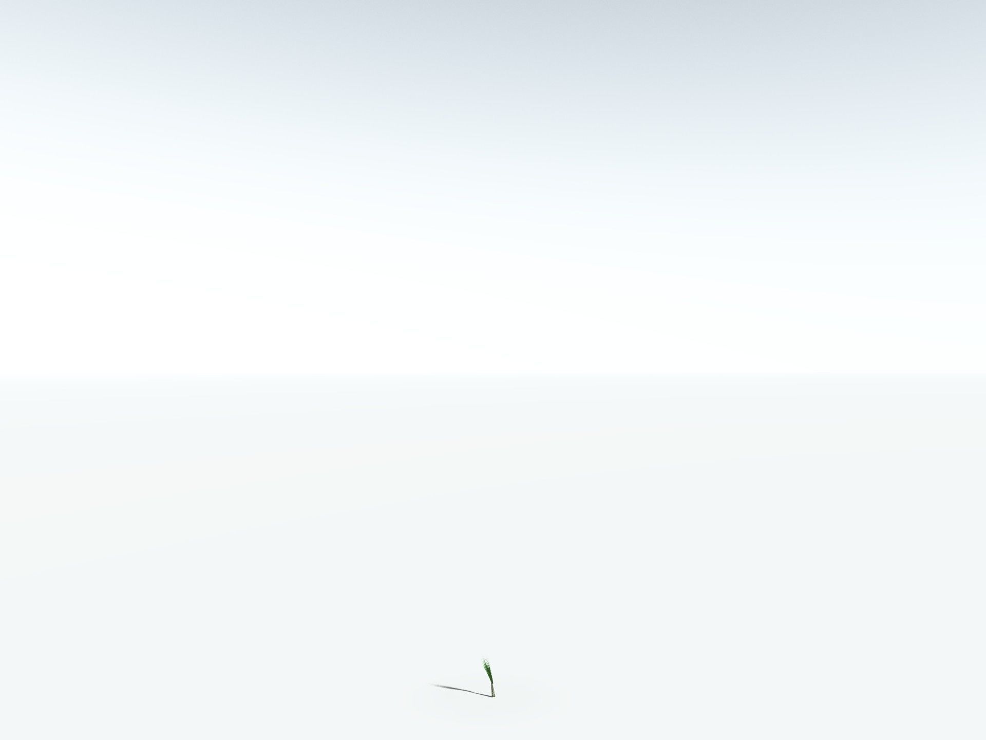 EVERYPlant Sifillaria Densifolia LowPoly Low-poly 3D model_26