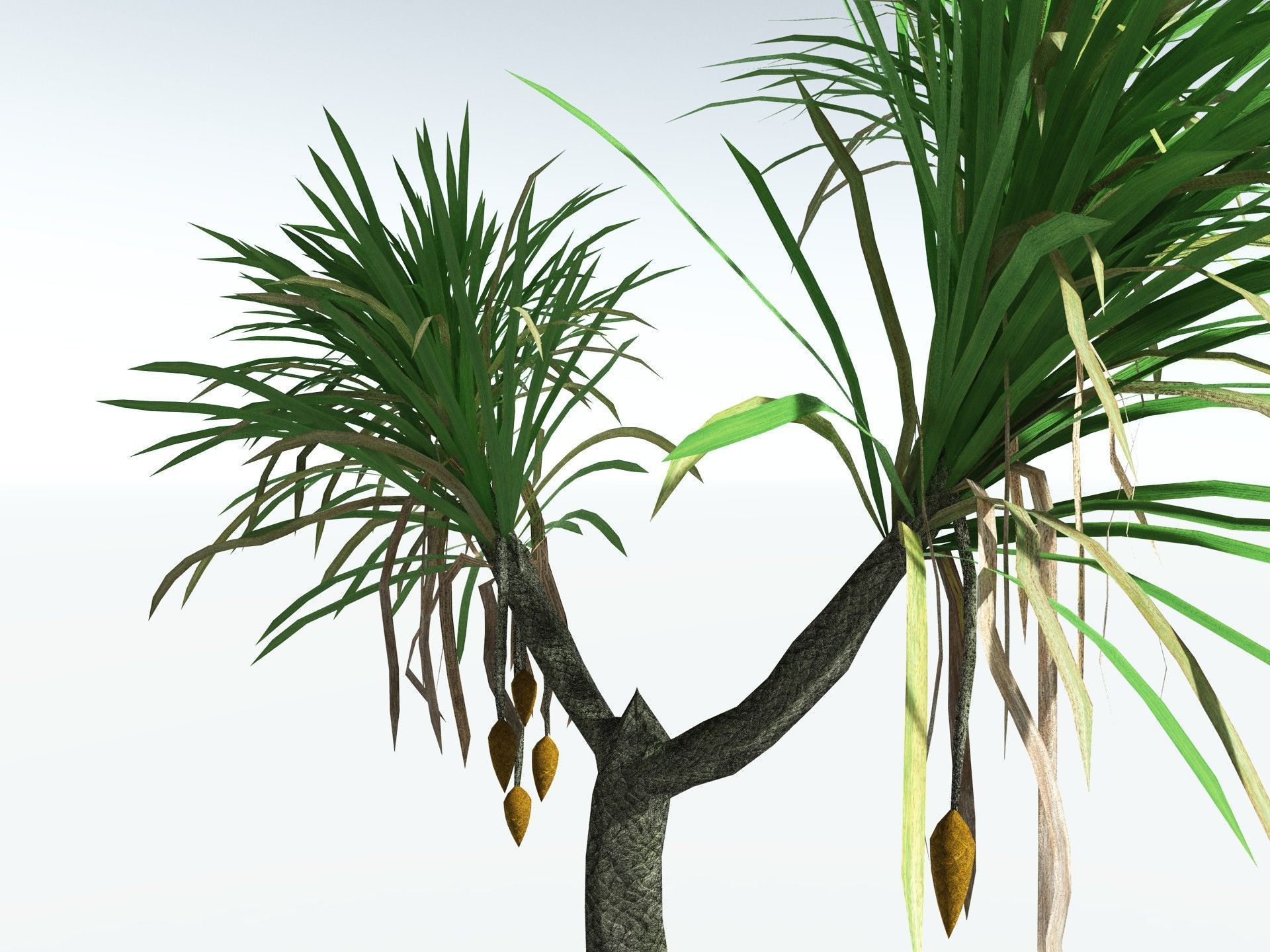 EVERYPlant Sifillaria Densifolia LowPoly Low-poly 3D model_13