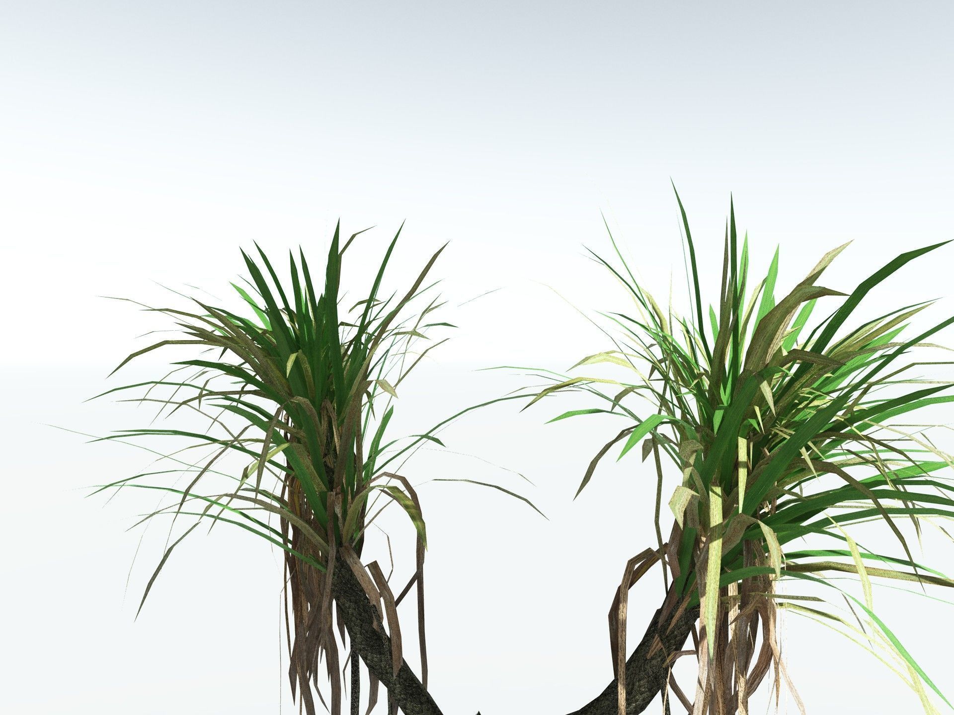 EVERYPlant Sifillaria Densifolia LowPoly Low-poly 3D model_15