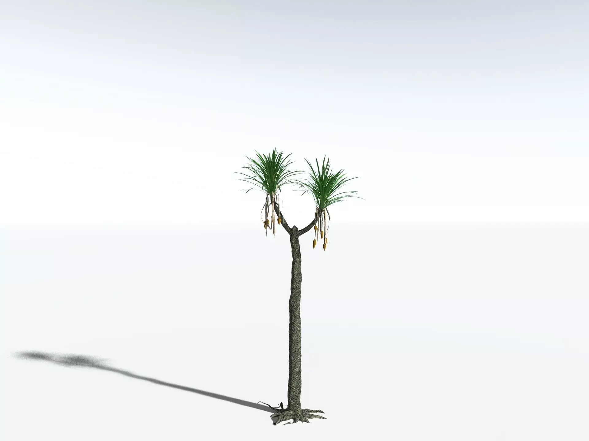 EVERYPlant Sifillaria Densifolia LowPoly Low-poly 3D model_0