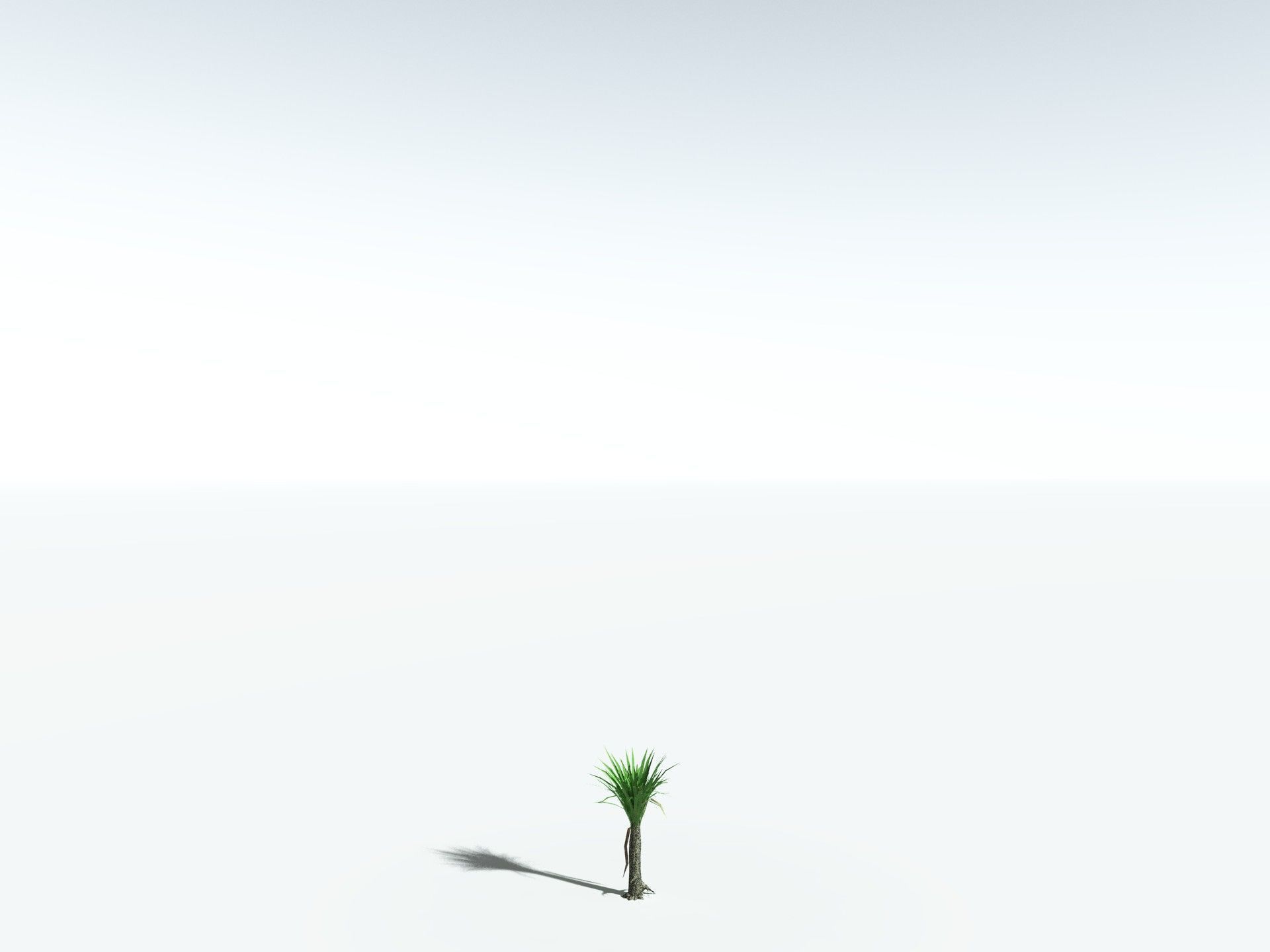 EVERYPlant Sifillaria Densifolia LowPoly Low-poly 3D model_24