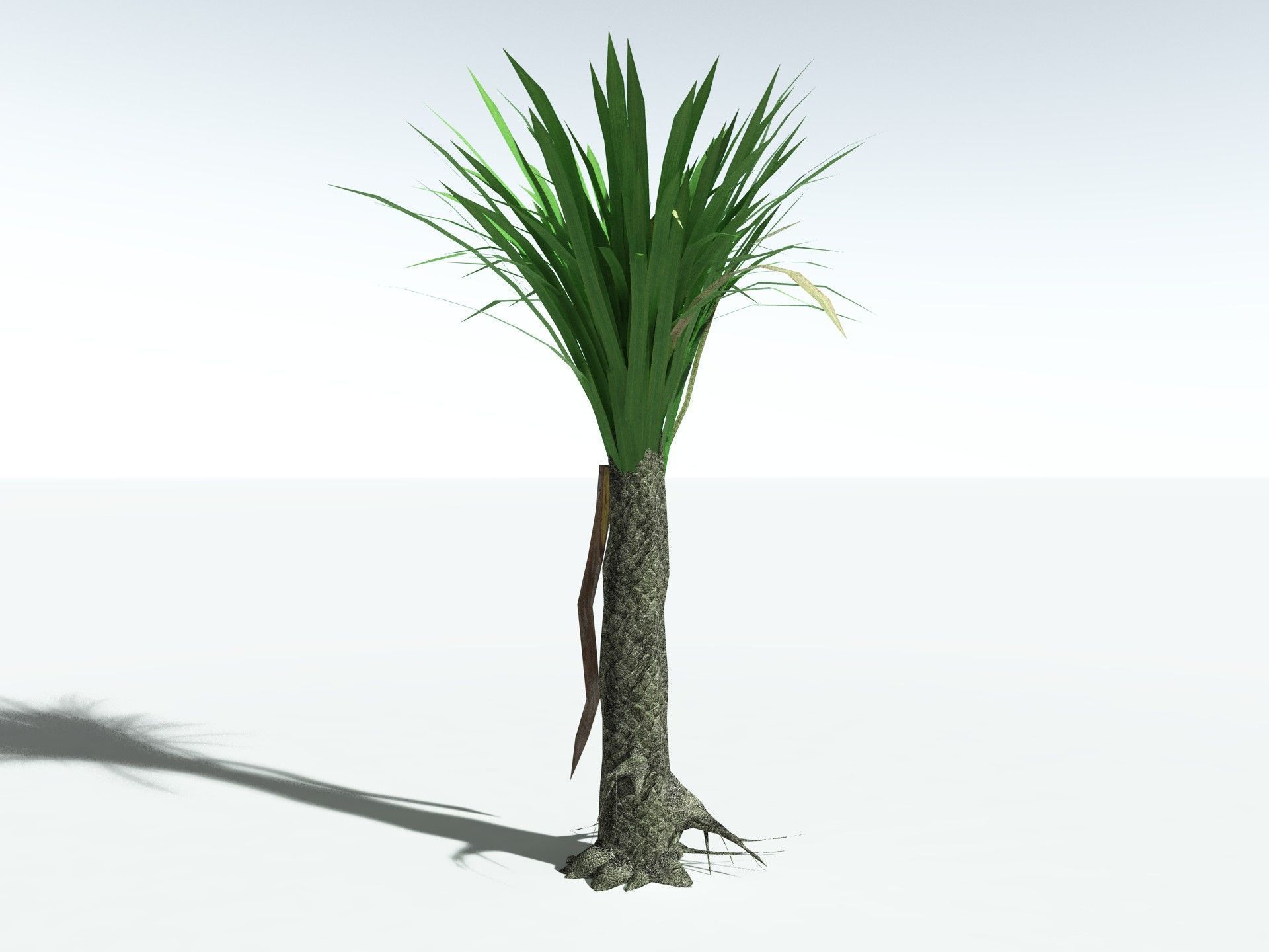 EVERYPlant Sifillaria Densifolia LowPoly Low-poly 3D model_25