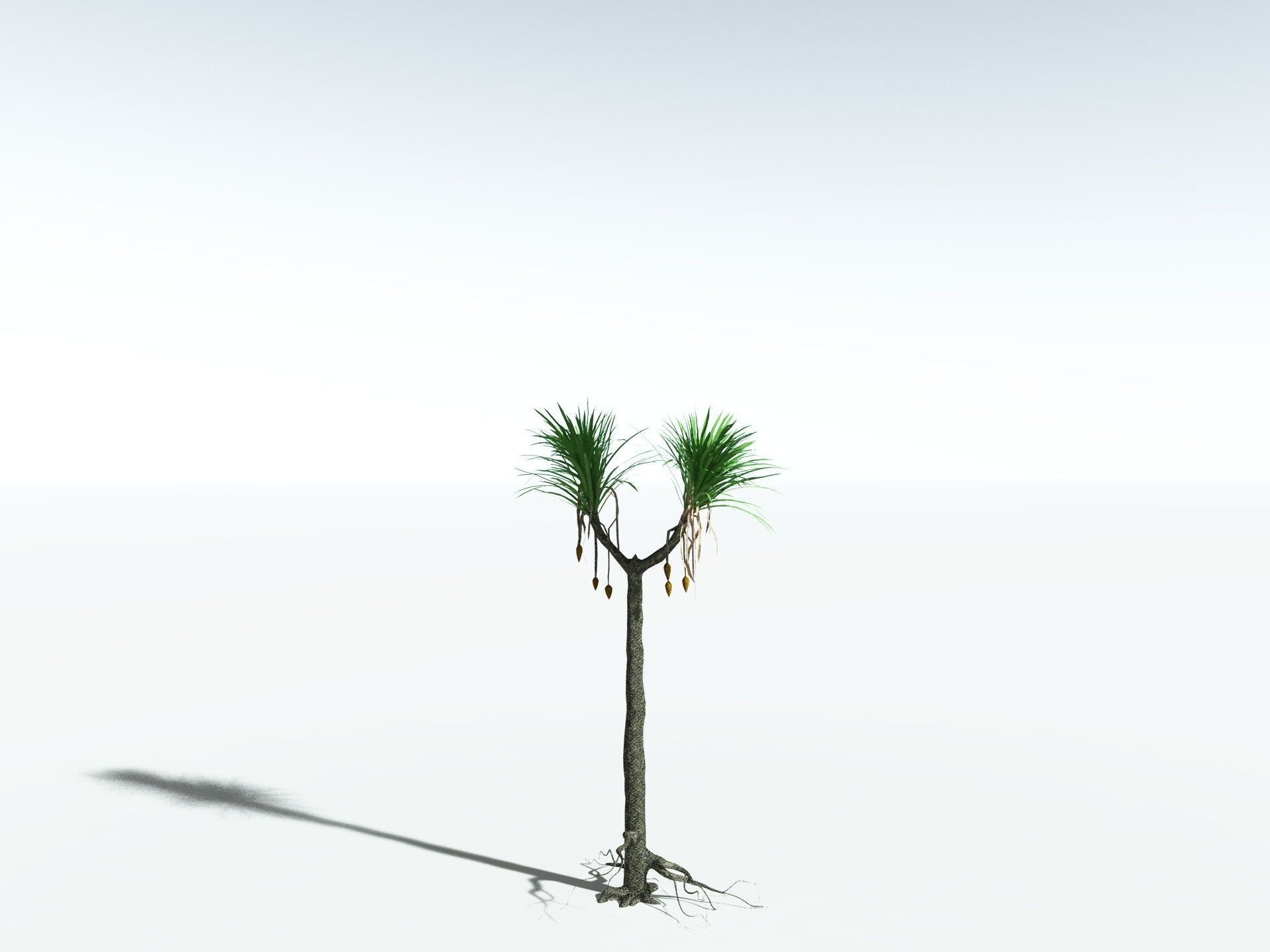 EVERYPlant Sifillaria Densifolia LowPoly Low-poly 3D model_4