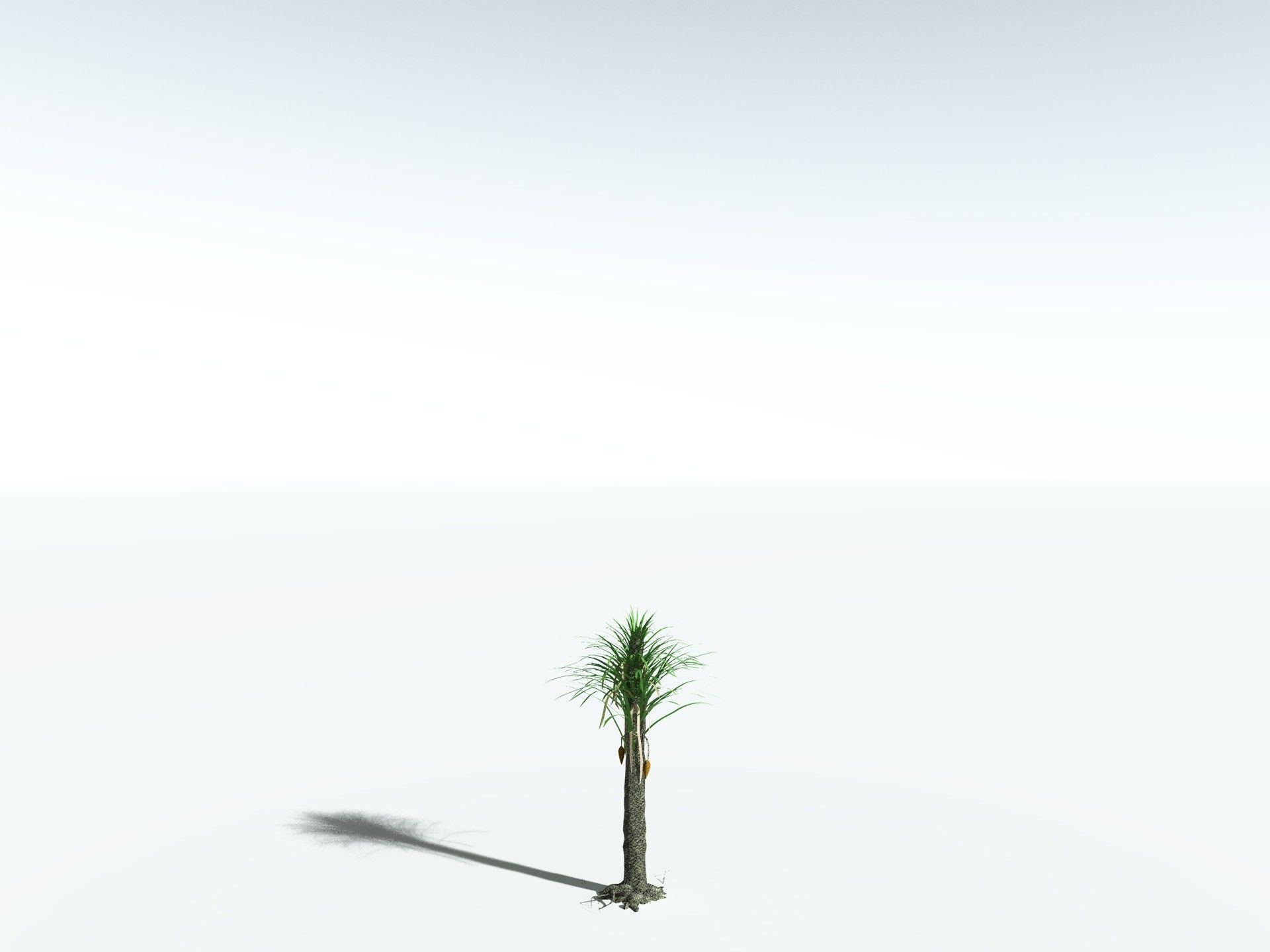 EVERYPlant Sifillaria Densifolia LowPoly Low-poly 3D model_22