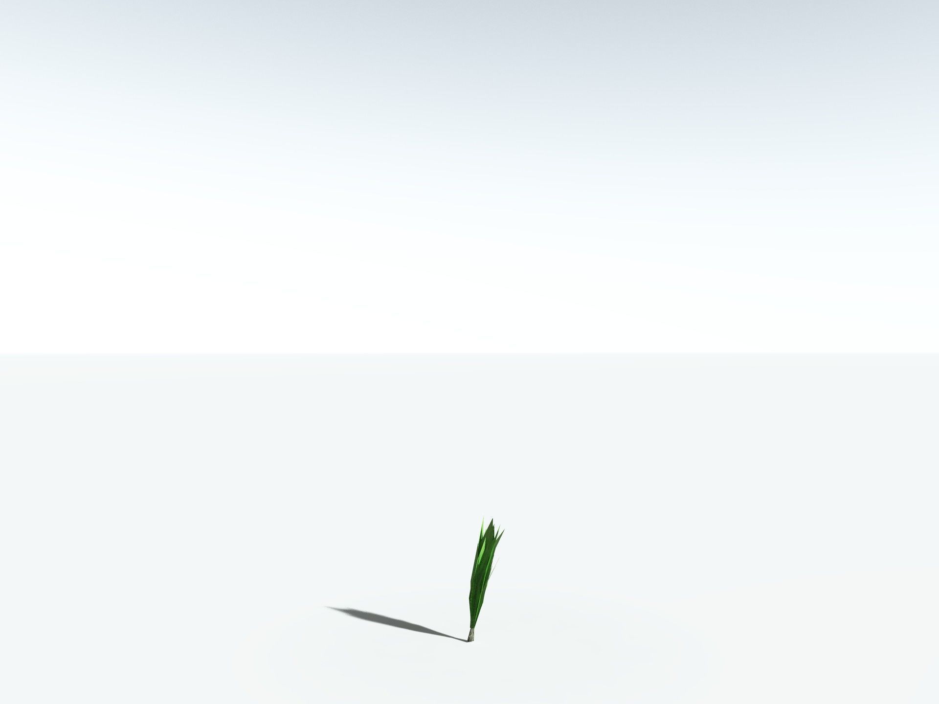 EVERYPlant Sifillaria Densifolia LowPoly Low-poly 3D model_29