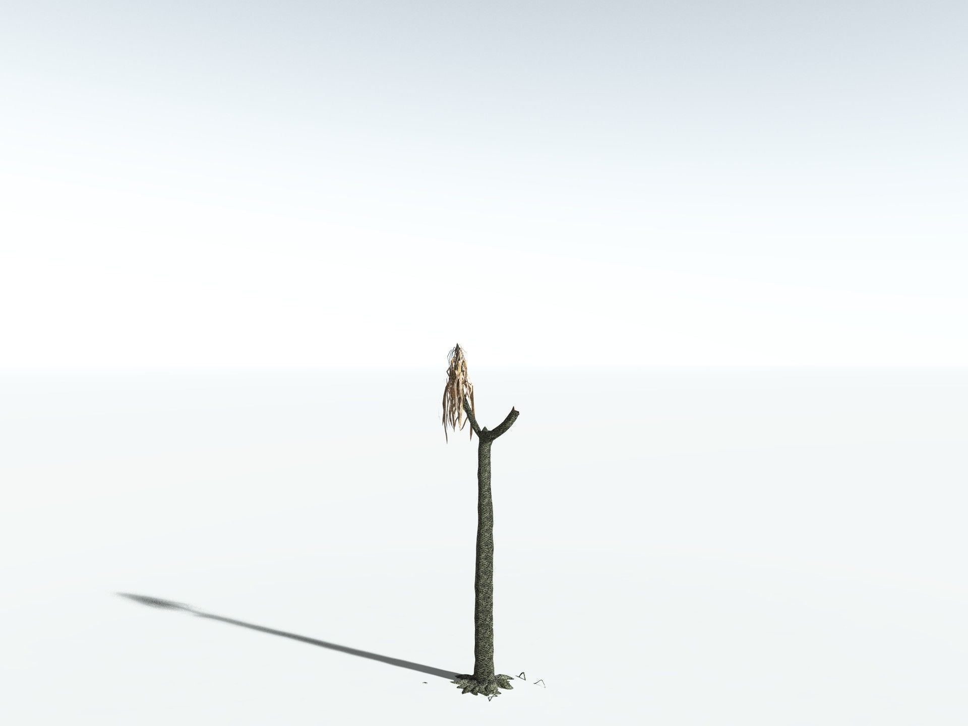 EVERYPlant Sifillaria Densifolia LowPoly Low-poly 3D model_18