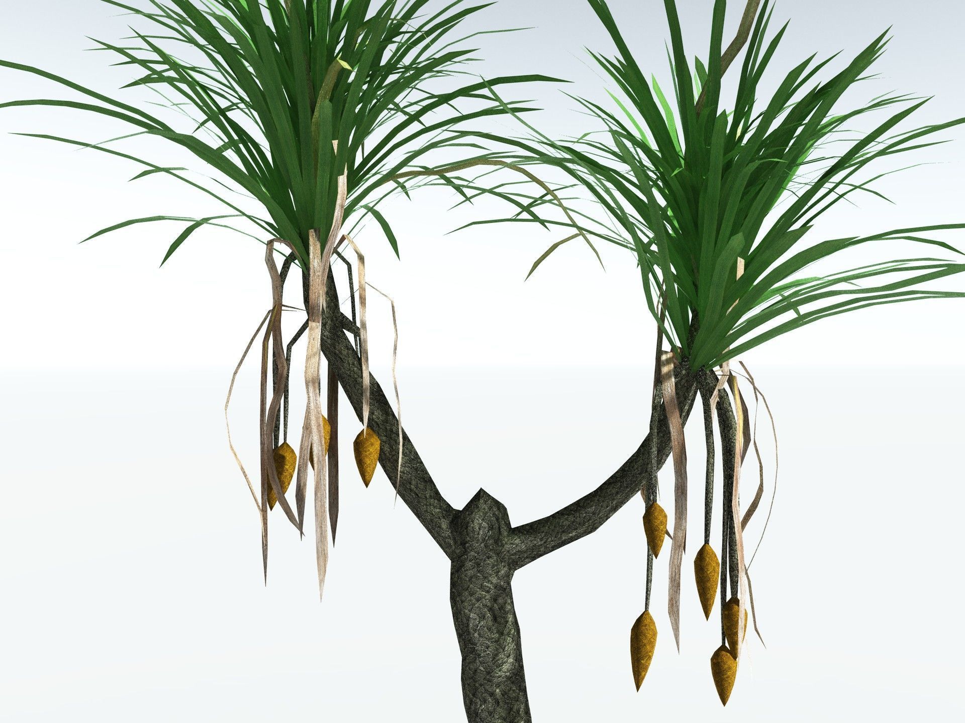 EVERYPlant Sifillaria Densifolia LowPoly Low-poly 3D model_1