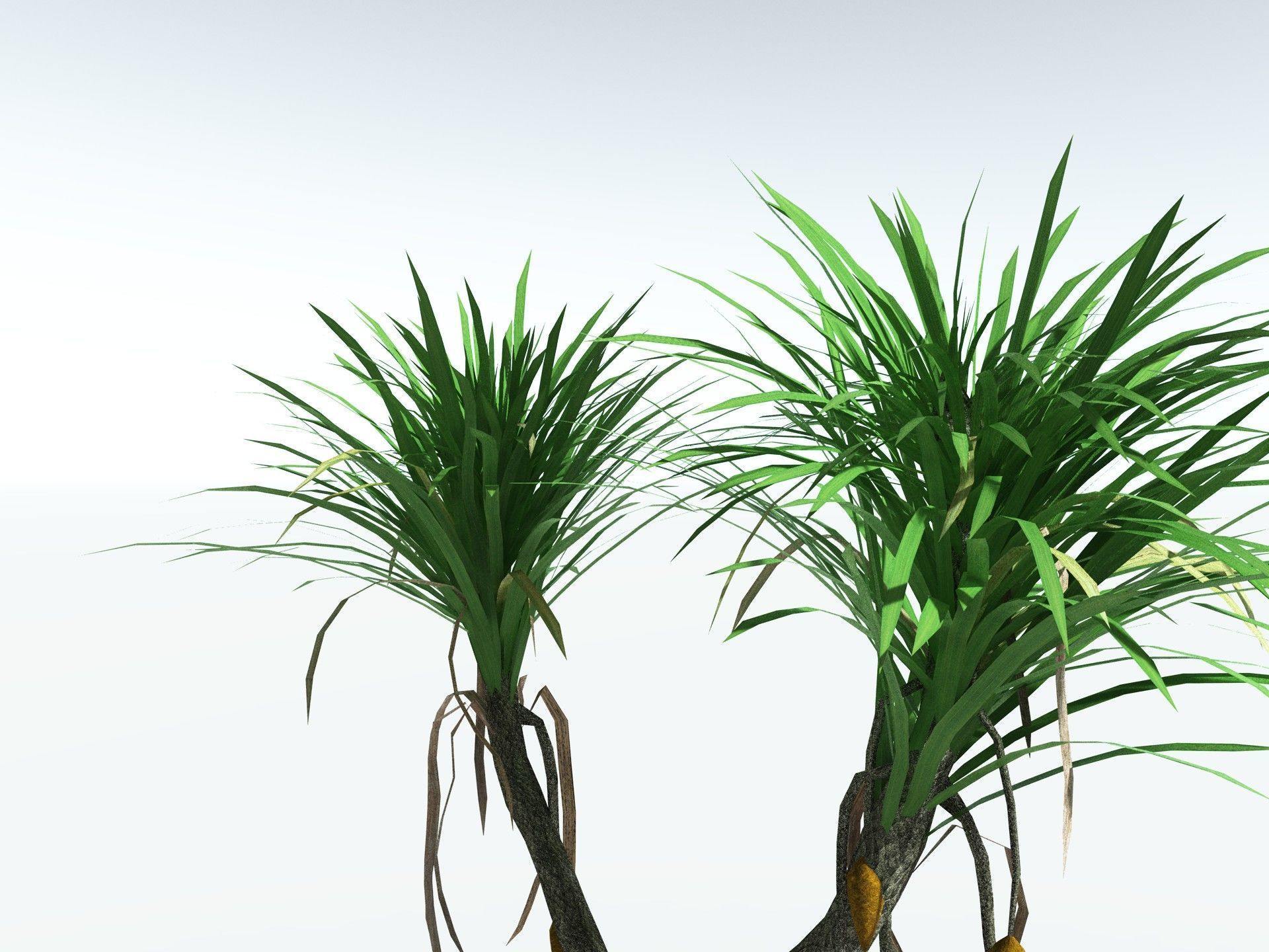 EVERYPlant Sifillaria Densifolia LowPoly Low-poly 3D model_9
