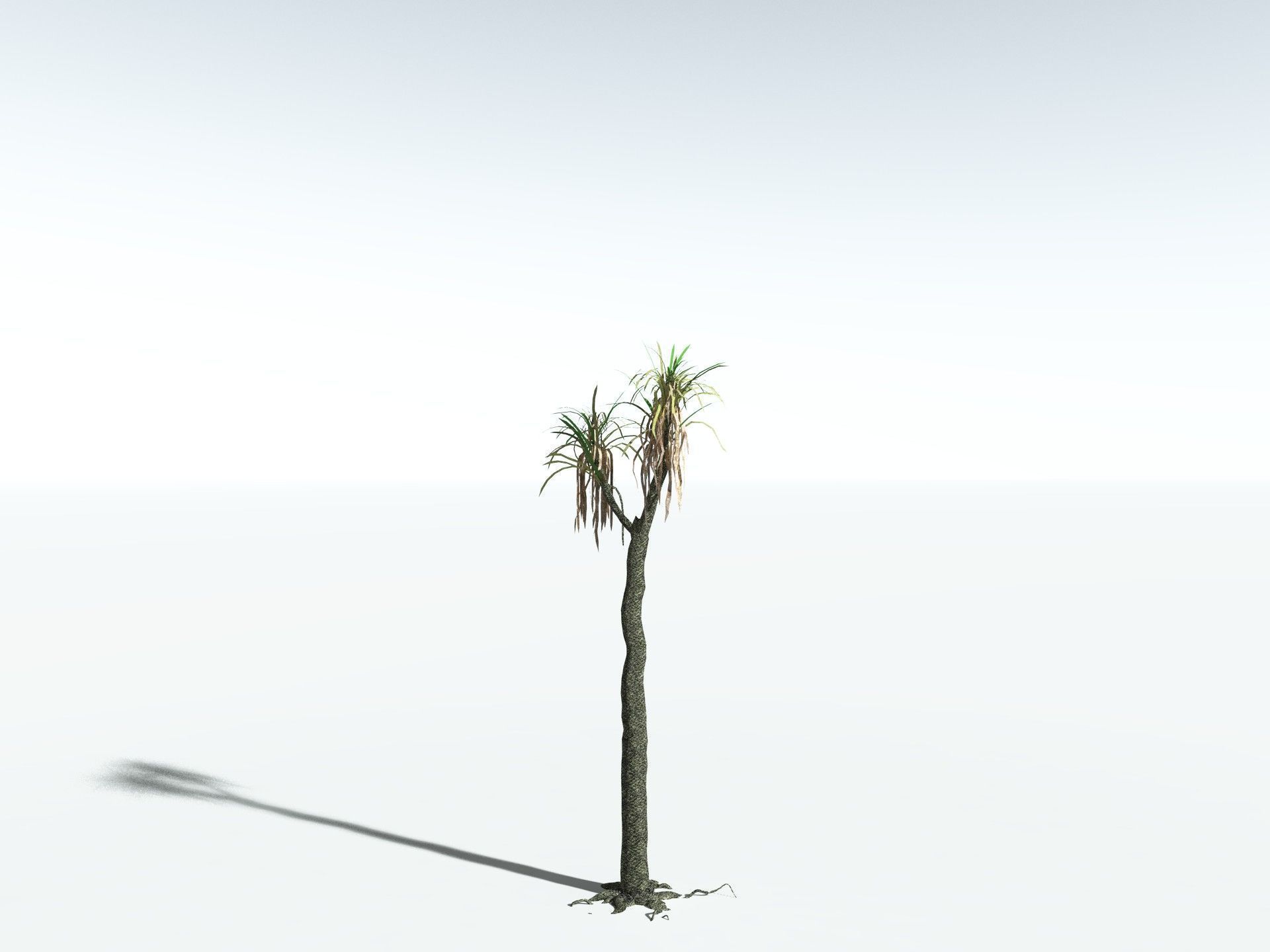 EVERYPlant Sifillaria Densifolia LowPoly Low-poly 3D model_16