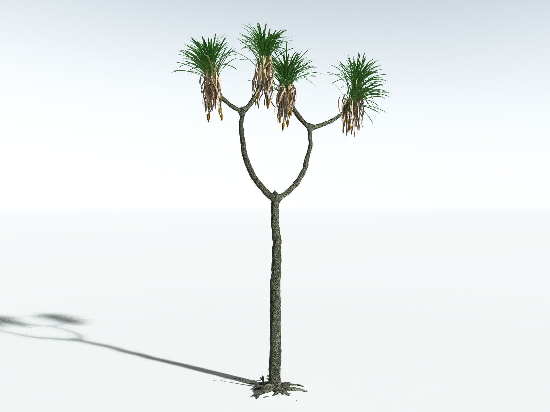 EVERYPlant Sifillaria Densifolia LowPoly Low-poly 3D model_20