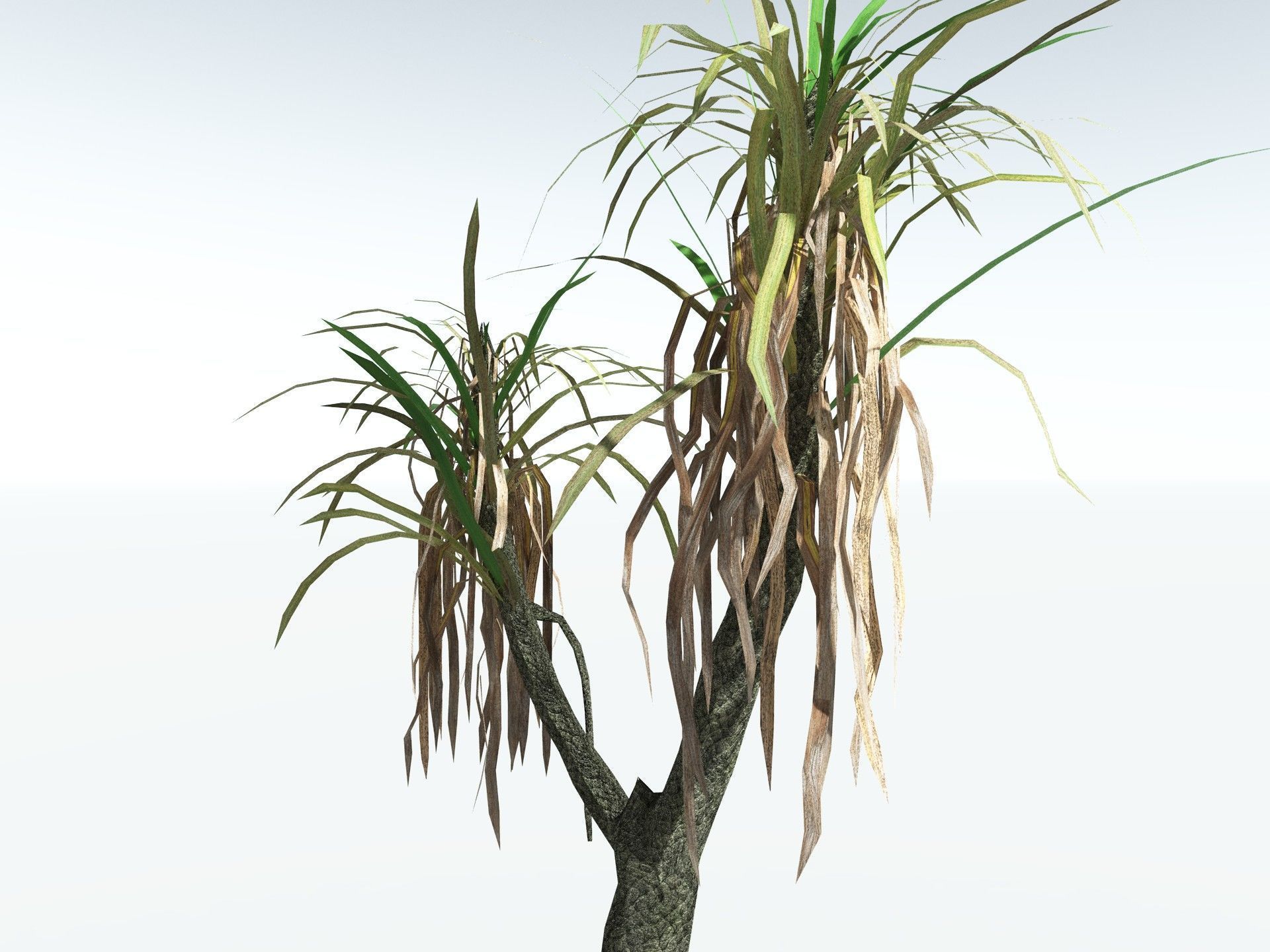 EVERYPlant Sifillaria Densifolia LowPoly Low-poly 3D model_17