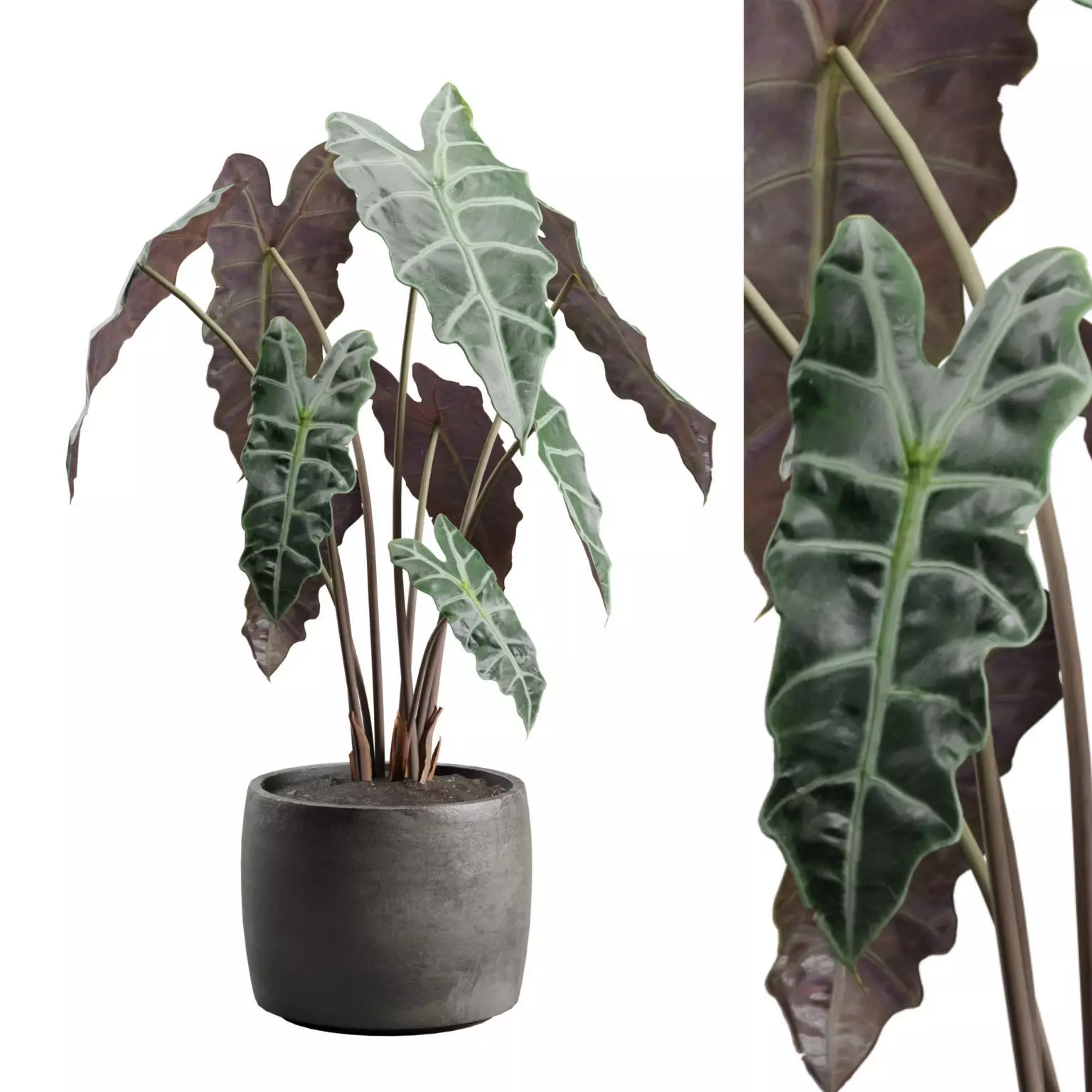 Alocasia Polly Concrete Planter 3D model