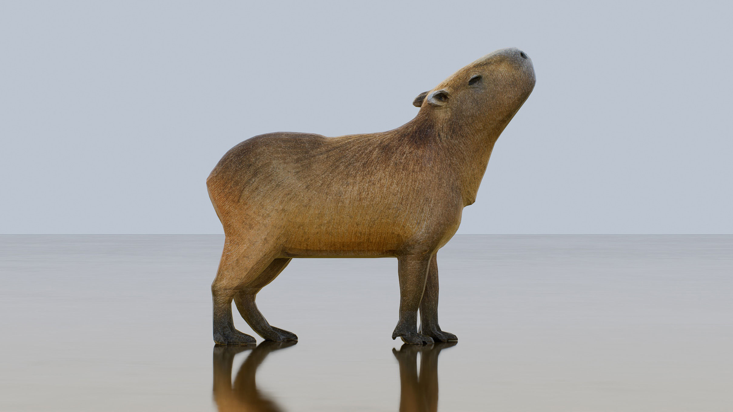 Capybara Low-poly 3D model_2