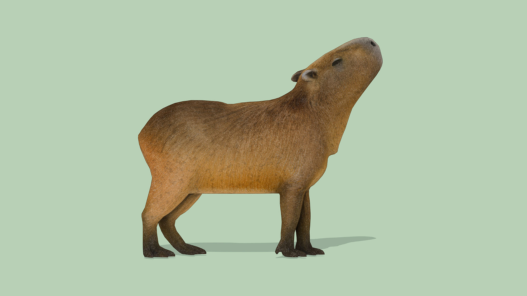 Capybara Low-poly 3D model_5