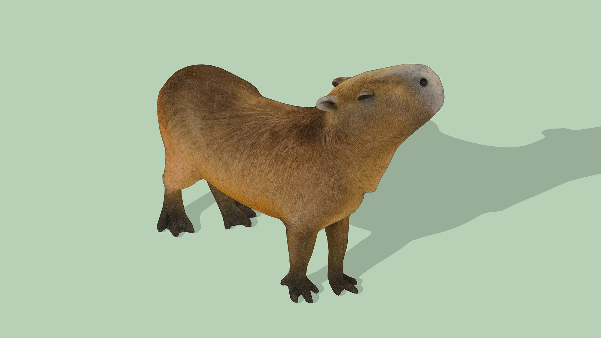 Capybara Low-poly 3D model_3