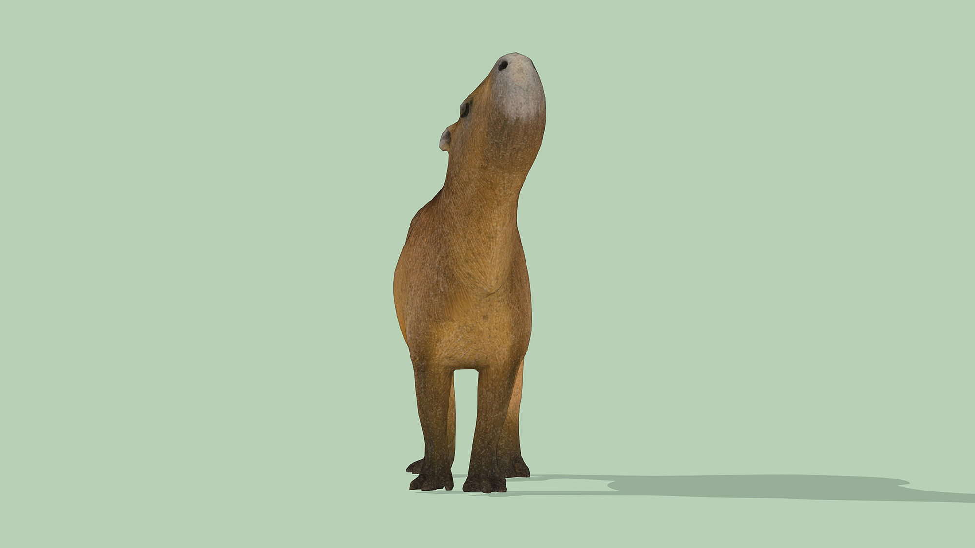 Capybara Low-poly 3D model_6