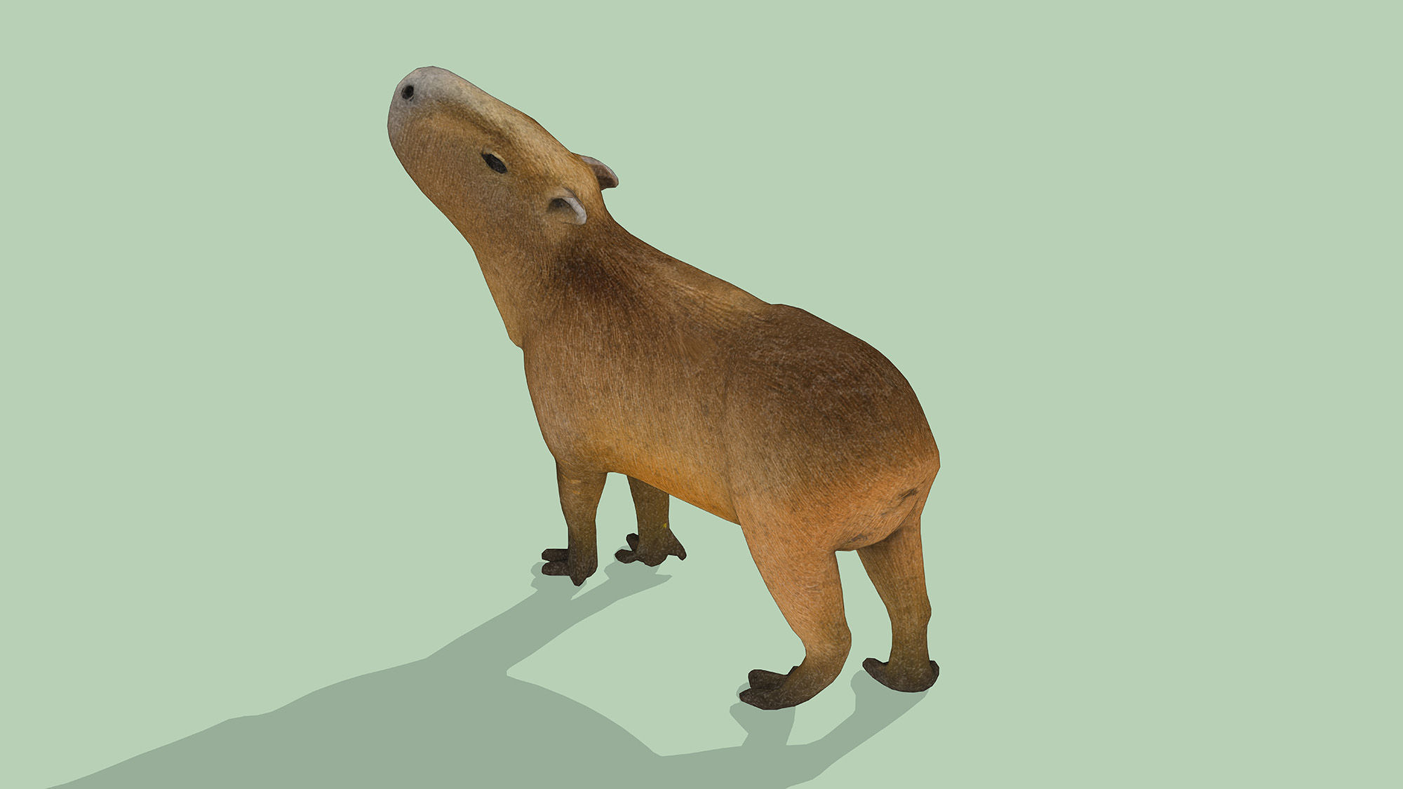 Capybara Low-poly 3D model_4