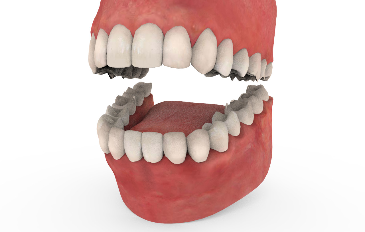 Teeth Animation 3D model_3