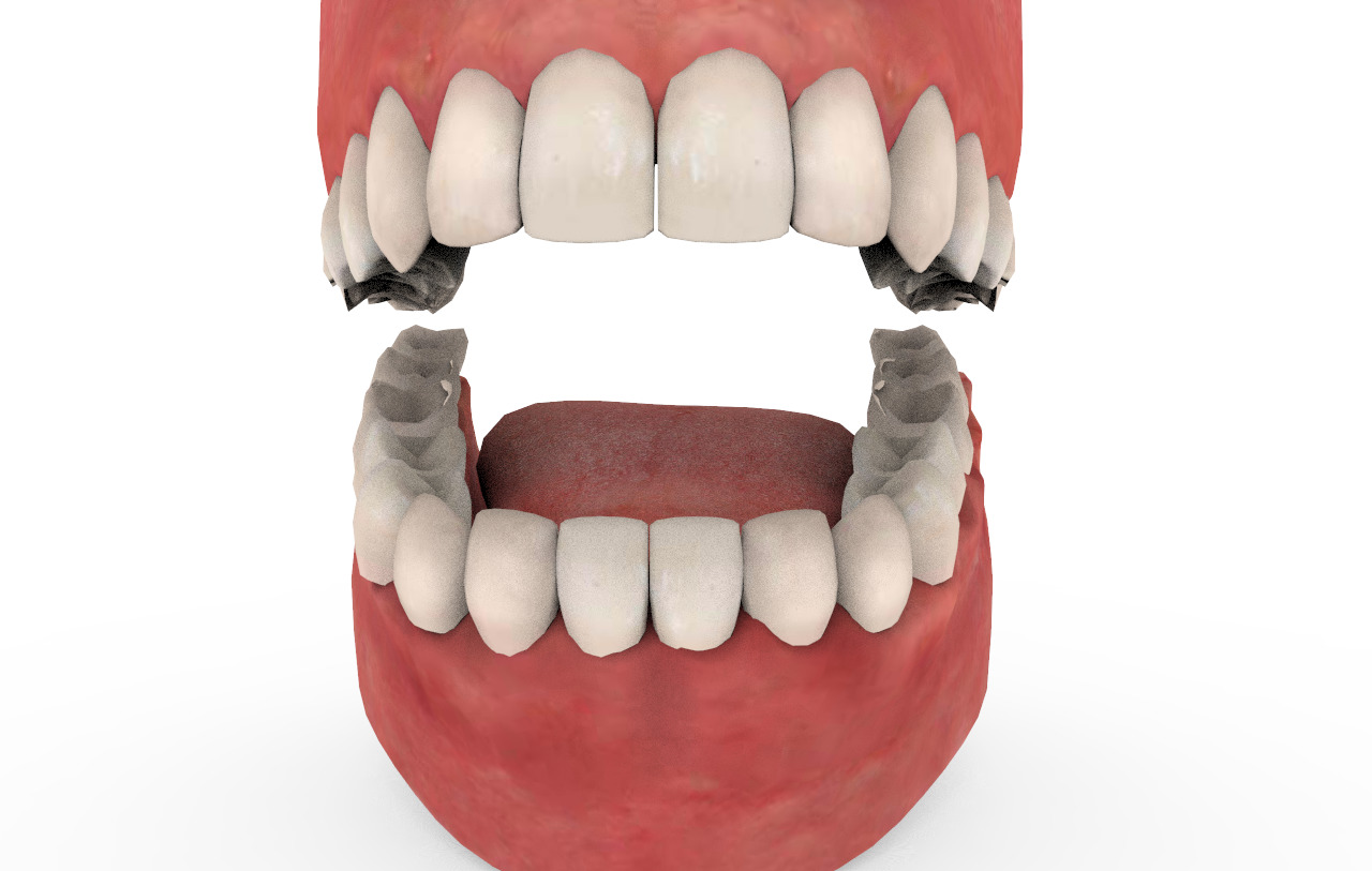 Teeth Animation 3D model_2