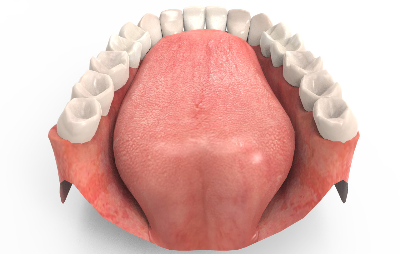 Teeth Animation 3D model_4