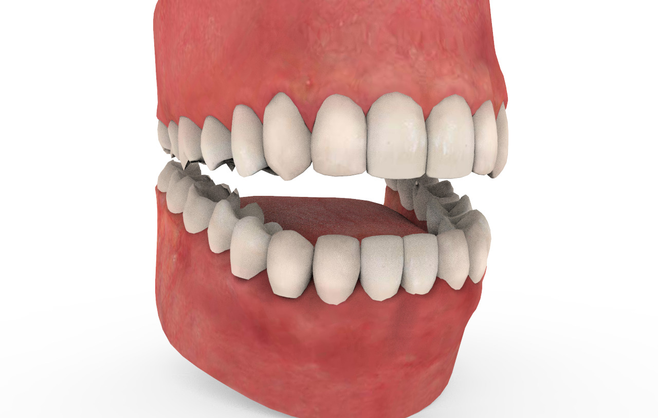 Teeth Animation 3D model_5