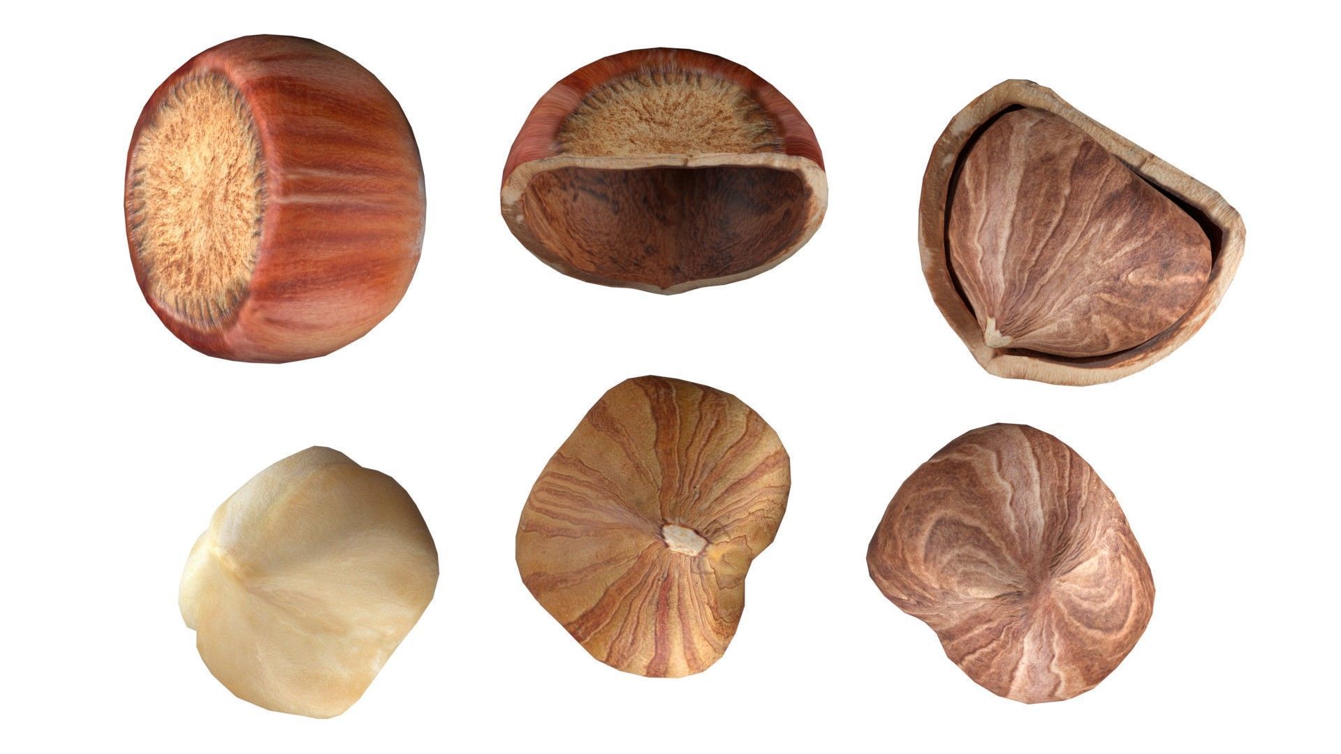 Hazelnut collection  Low-poly 3D model_5