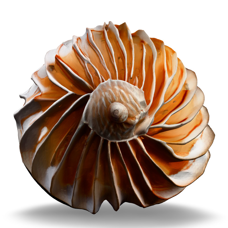 Realistic 3D Seashell Model Low-poly 3D model_6