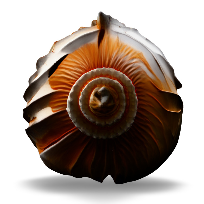 Realistic 3D Seashell Model Low-poly 3D model_3