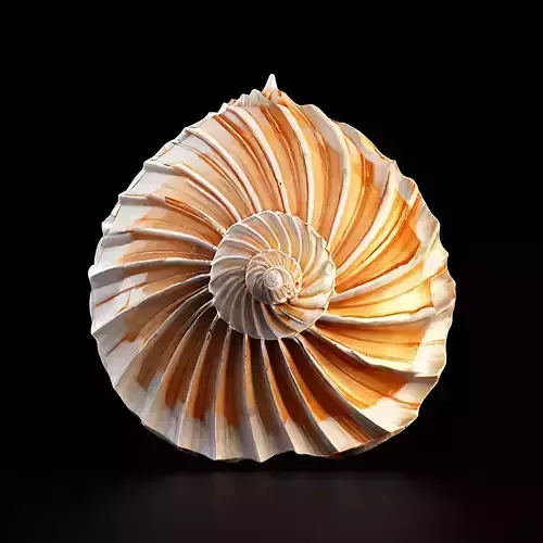 Realistic 3D Seashell Model