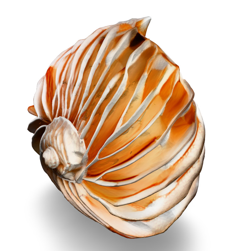 Realistic 3D Seashell Model Low-poly 3D model_5