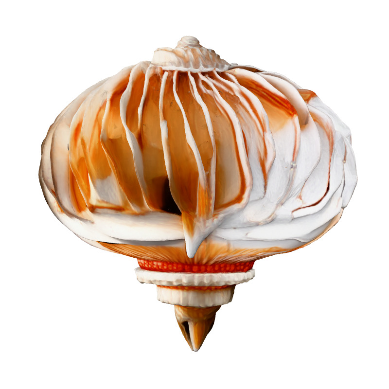 Realistic 3D Seashell Model Low-poly 3D model_7